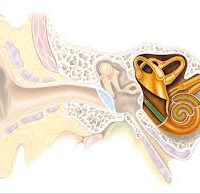 Sensorineural Hearing Loss